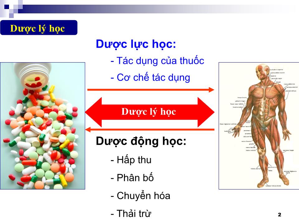 Bài giảng Hóa dược, Dược lý học - Tác dụng của thuốc trang 2