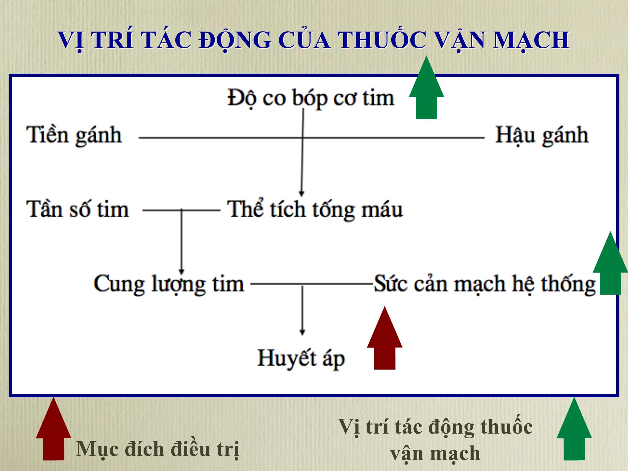 Bài giảng Sử dụng thuốc vận mạch trong cấp cứu tim mạch trang 3