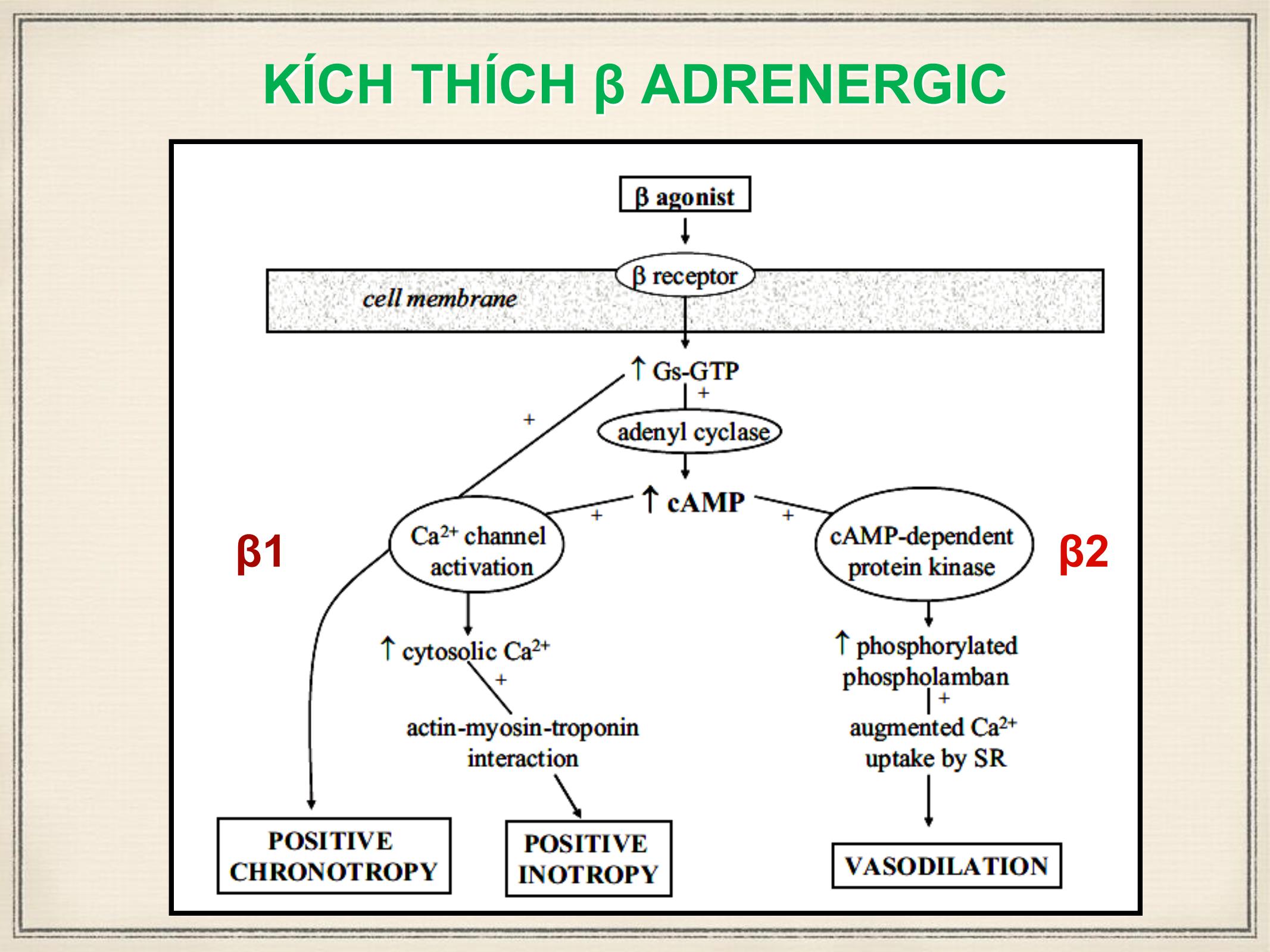 Bài giảng Sử dụng thuốc vận mạch trong cấp cứu tim mạch trang 7