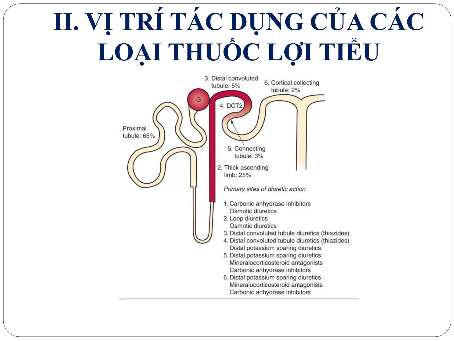 Bài giảng Dược lý - Thuốc lợi tiểu trang 5