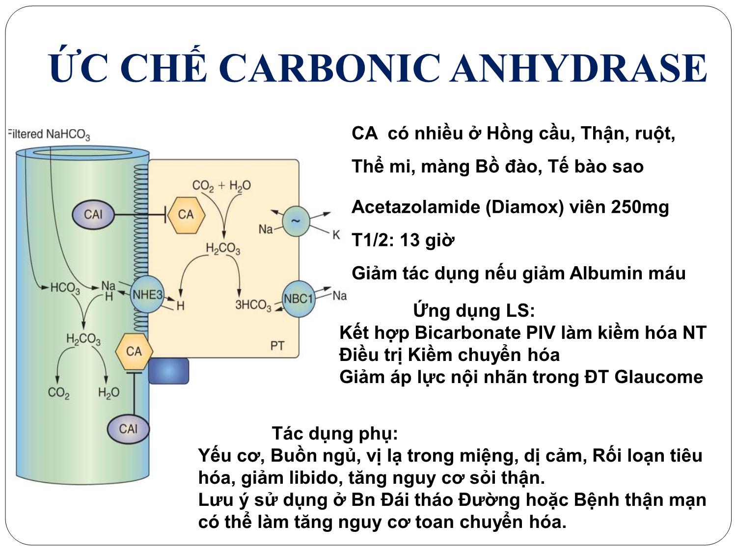 Bài giảng Dược lý - Thuốc lợi tiểu trang 7