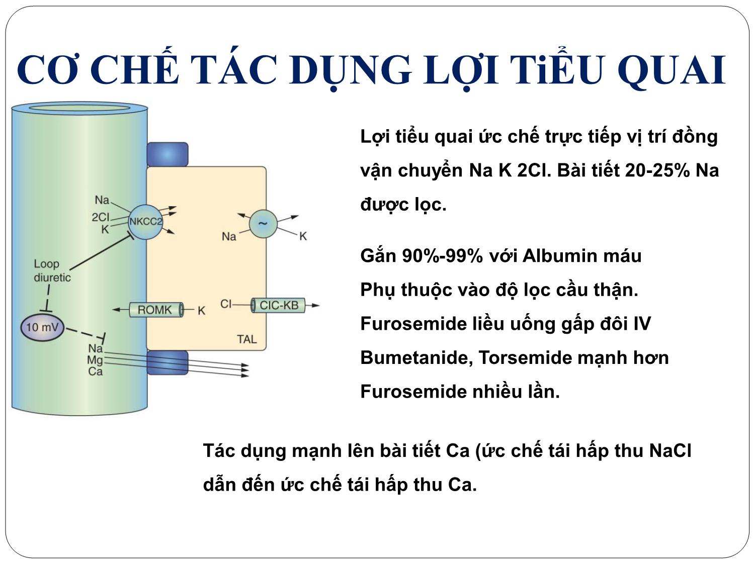 Bài giảng Dược lý - Thuốc lợi tiểu trang 9