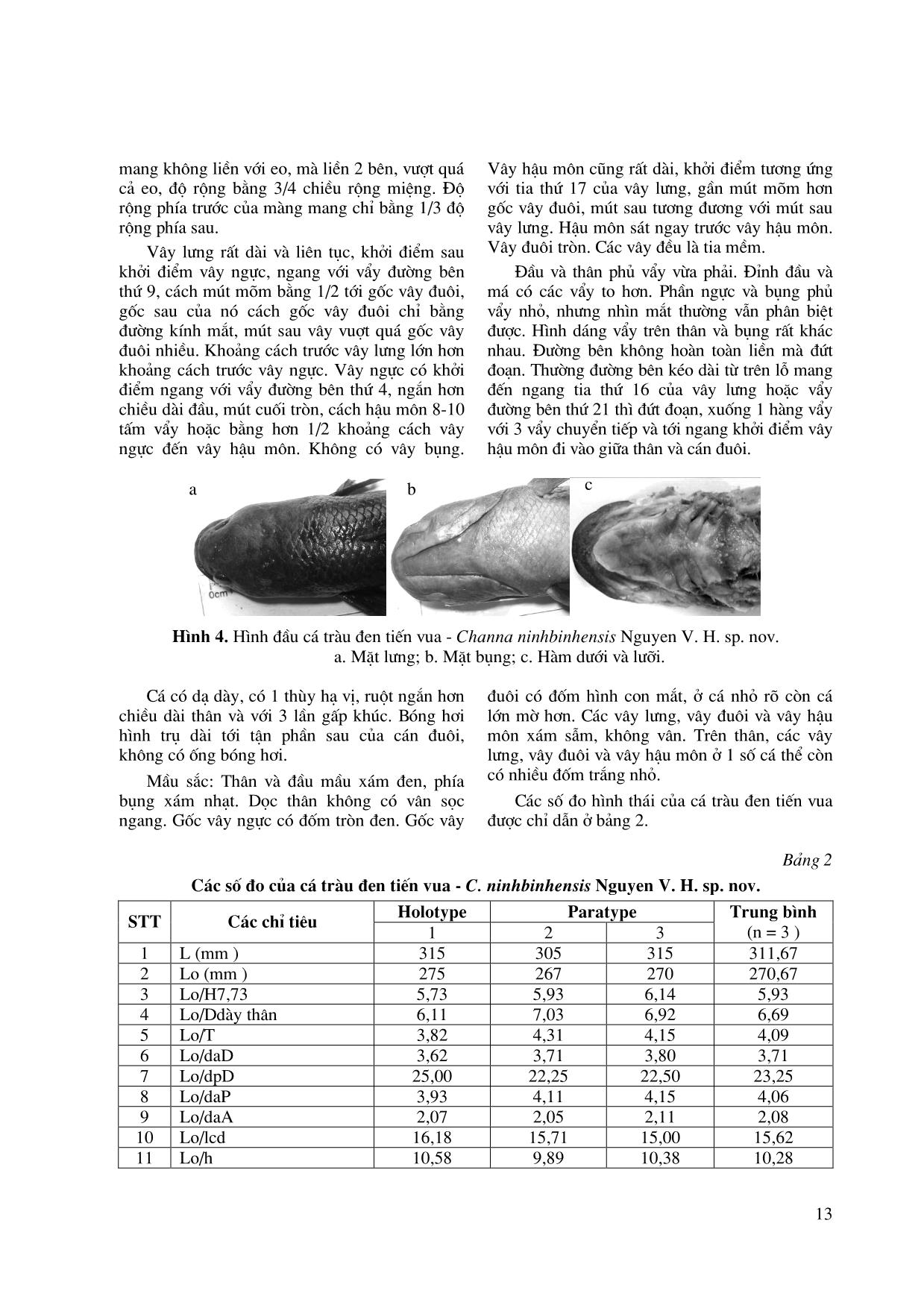 Hai loài cá mới thuộc giống Channa (Channidae, perciformes) được phát hiện ở Ninh Bình, Việt Nam trang 6