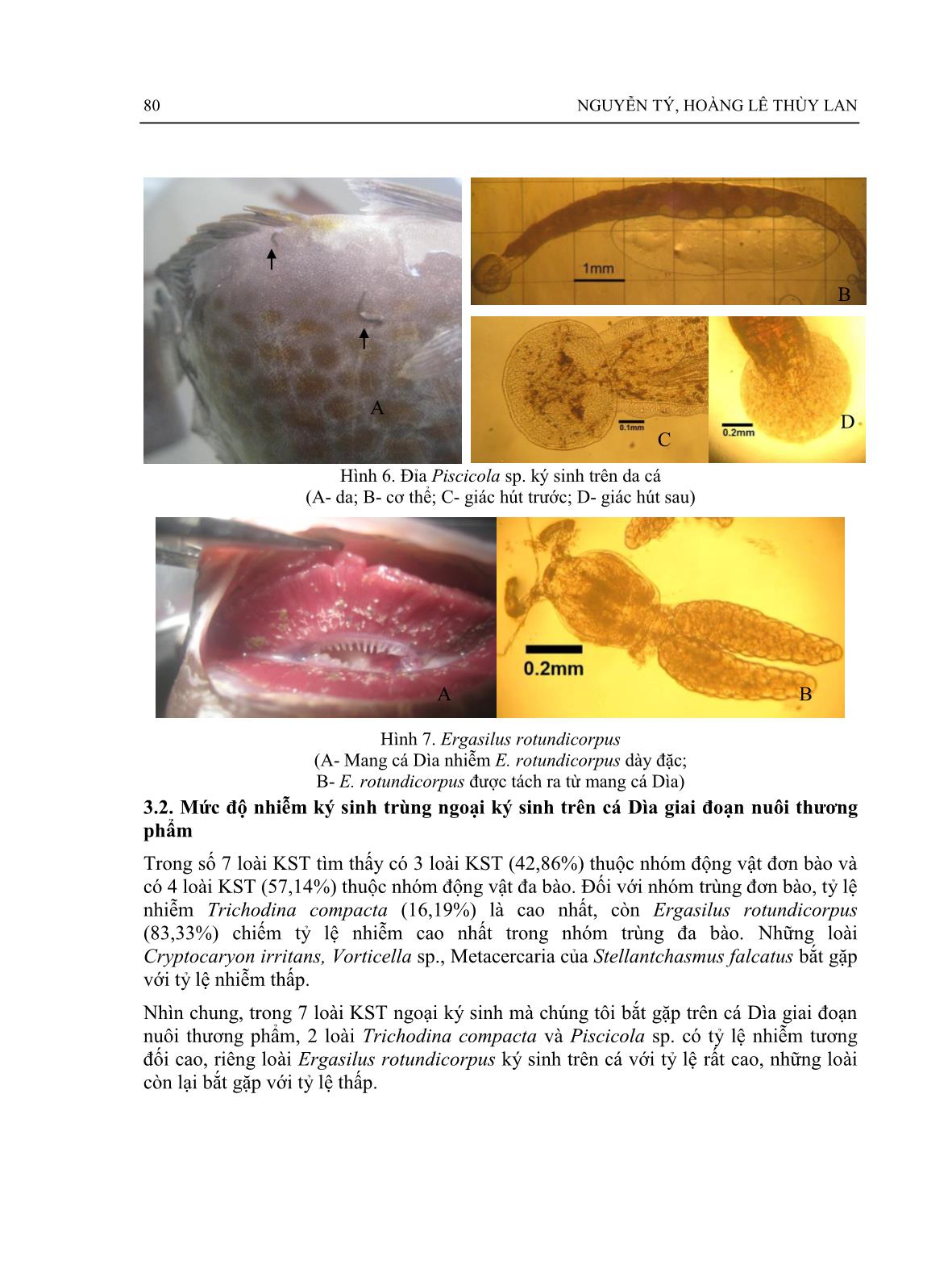 Một số ký sinh trùng ngoại ký sinh trên cá Dìa (Siganus guttatus) giai đoạn nuôi thương phẩm nuôi ở đầm phá Tam Giang, Thừa Thiên Huế trang 6