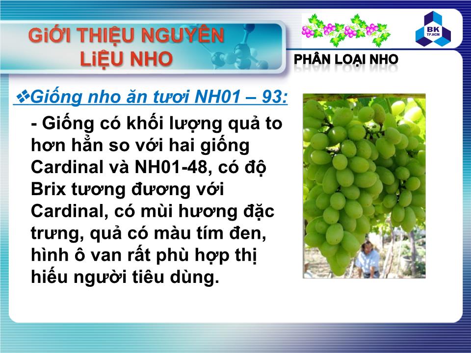 Đề tài Nguyên liệu nho và bảo quản nho sau thu hoạch trang 6