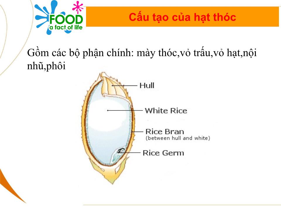 Bài giảng Bảo quản thóc sau thu hoạch trang 3