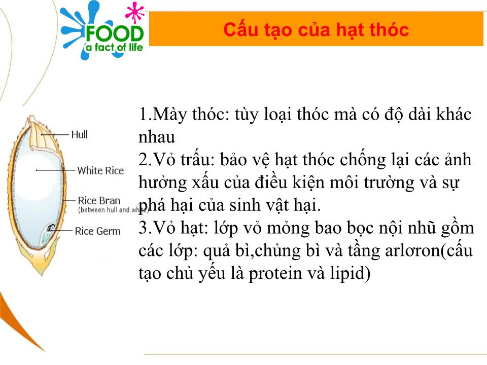 Bài giảng Bảo quản thóc sau thu hoạch trang 4