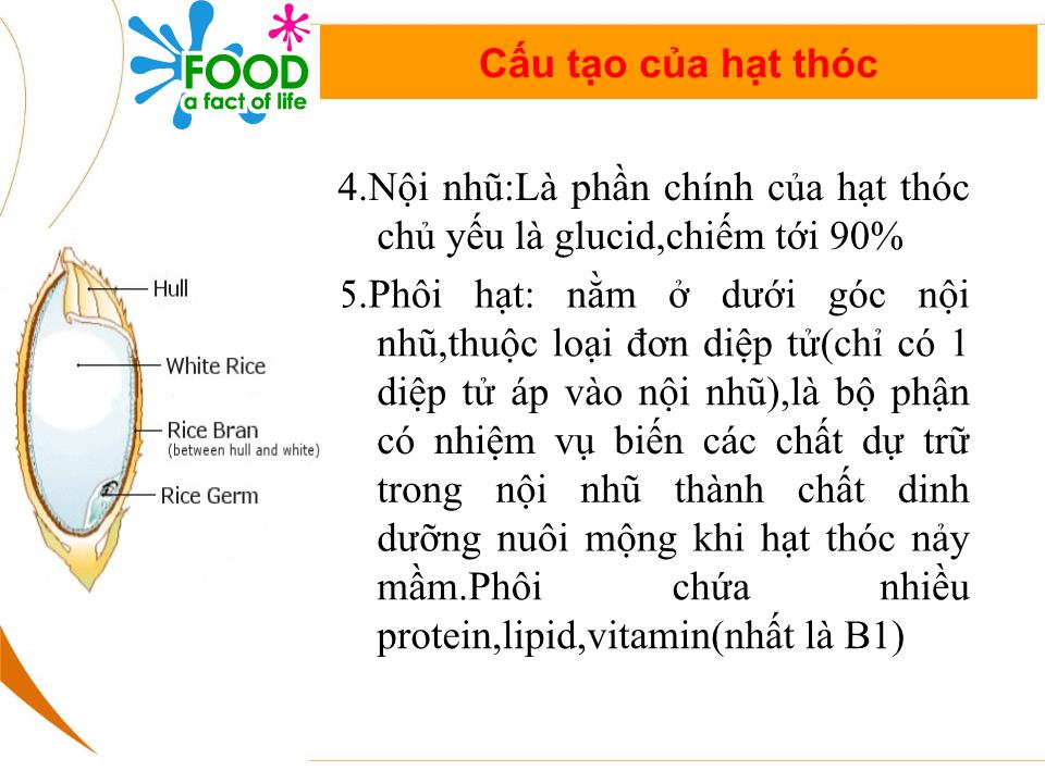 Bài giảng Bảo quản thóc sau thu hoạch trang 5