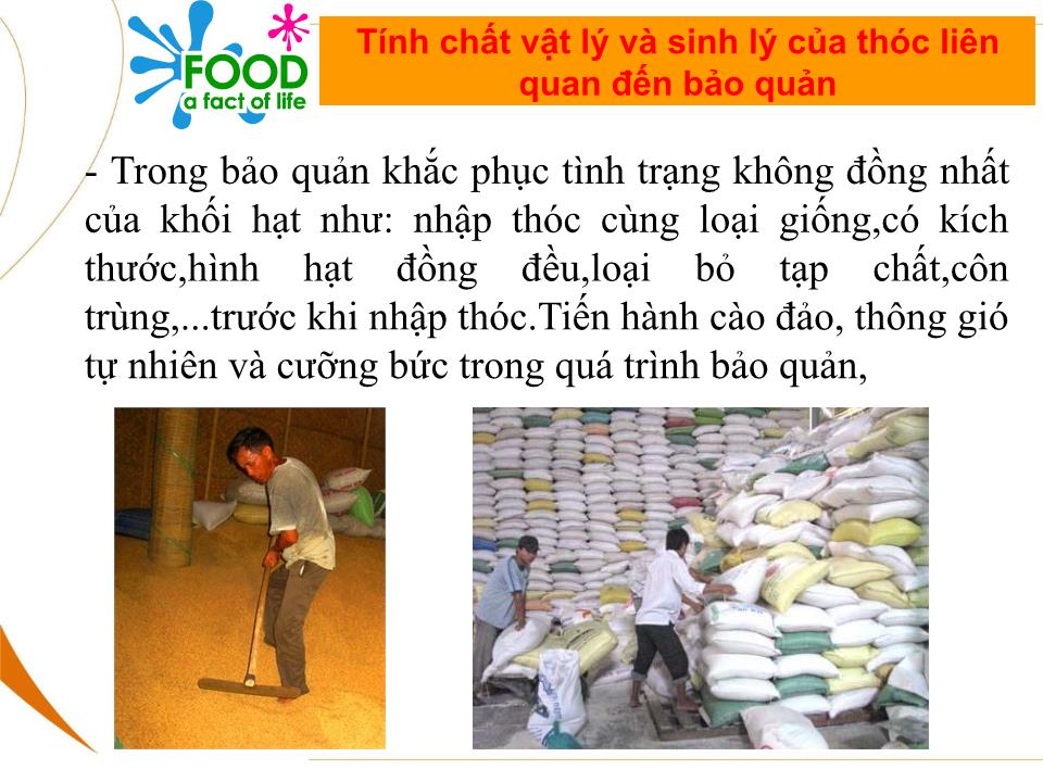 Bài giảng Bảo quản thóc sau thu hoạch trang 8