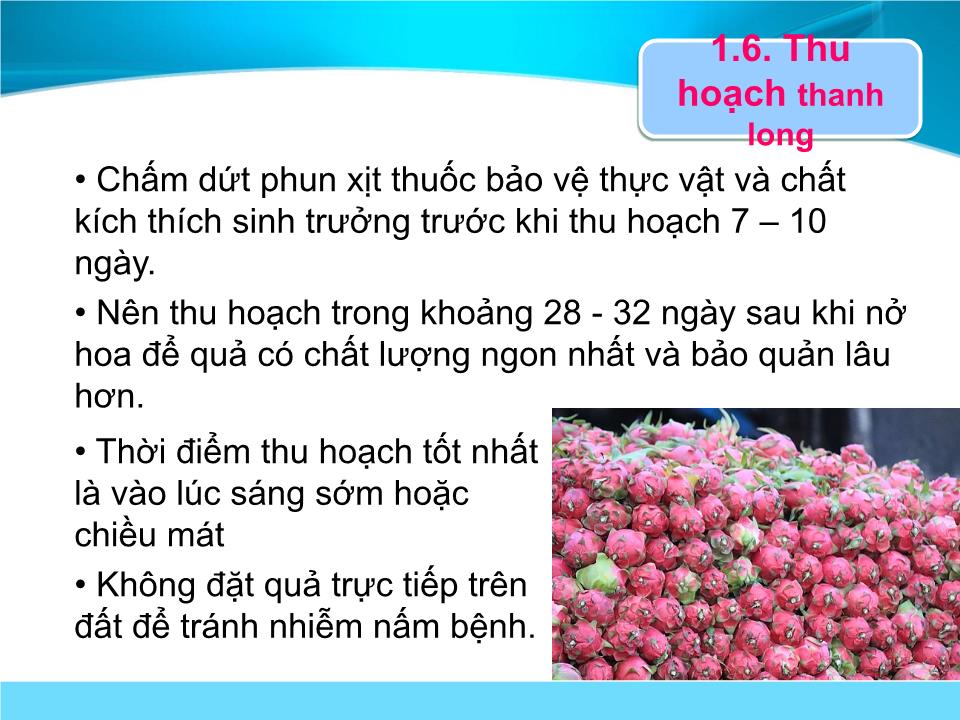 Đề tài Bảo quản trái thanh long trang 10