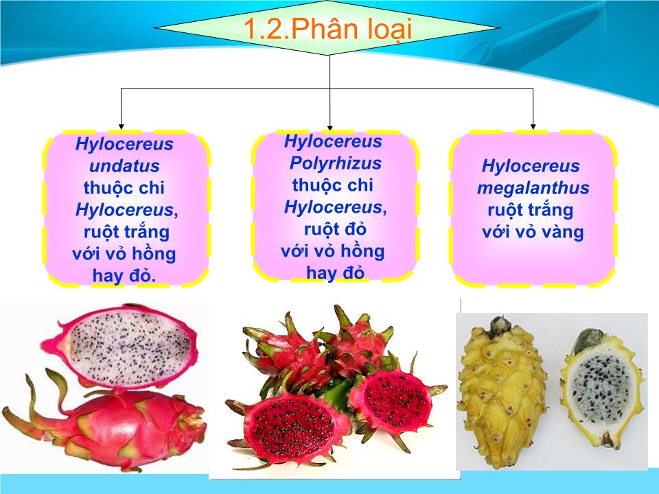 Đề tài Bảo quản trái thanh long trang 5