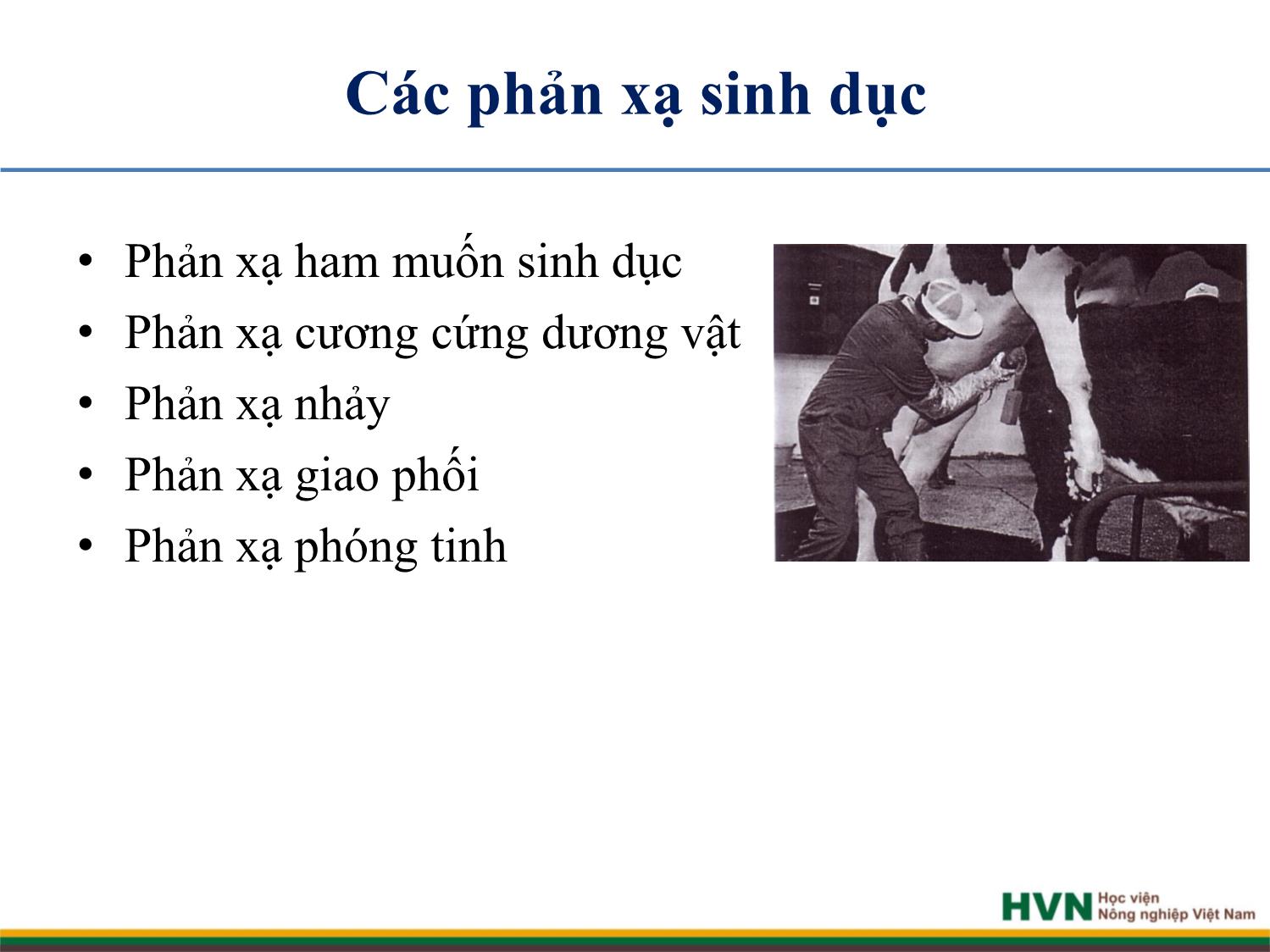 Bài giảng Chăn nuôi trâu bò - Chương 5: Chăn nuôi trâu bò đực giống trang 10