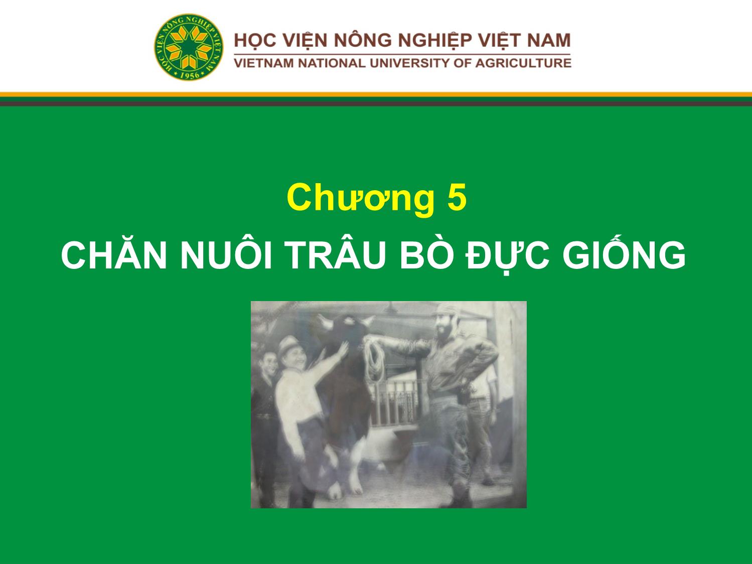 Bài giảng Chăn nuôi trâu bò - Chương 5: Chăn nuôi trâu bò đực giống trang 1