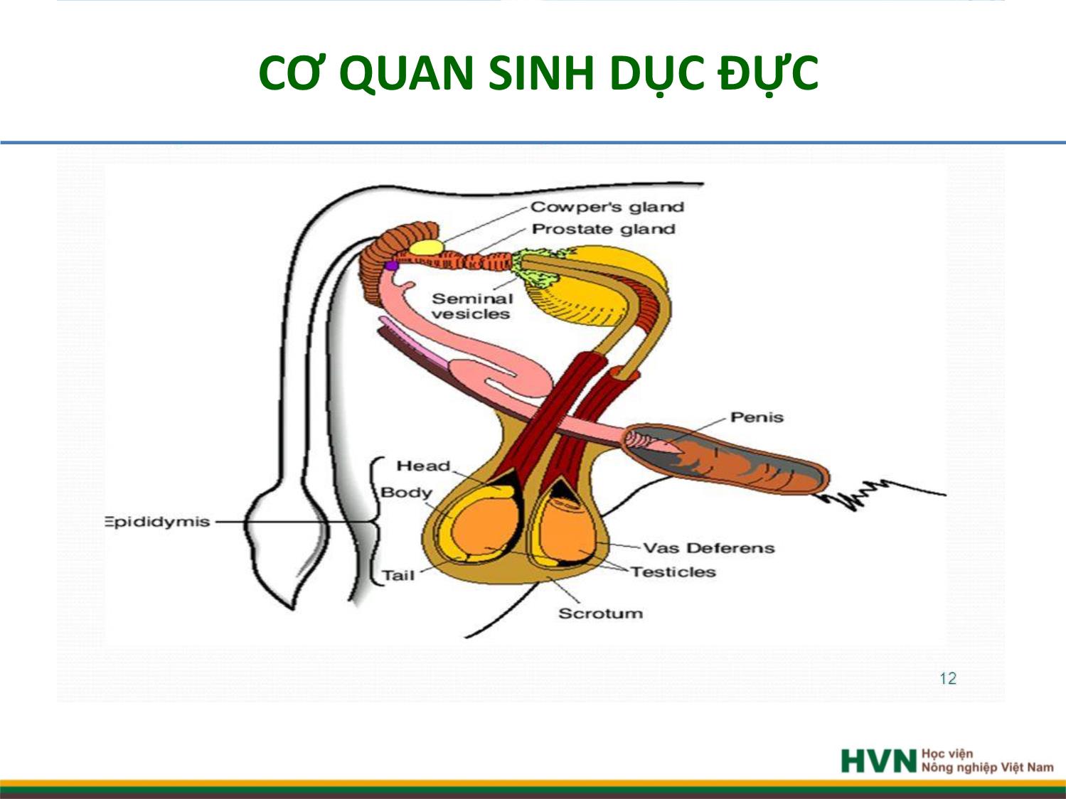 Bài giảng Chăn nuôi trâu bò - Chương 5: Chăn nuôi trâu bò đực giống trang 3