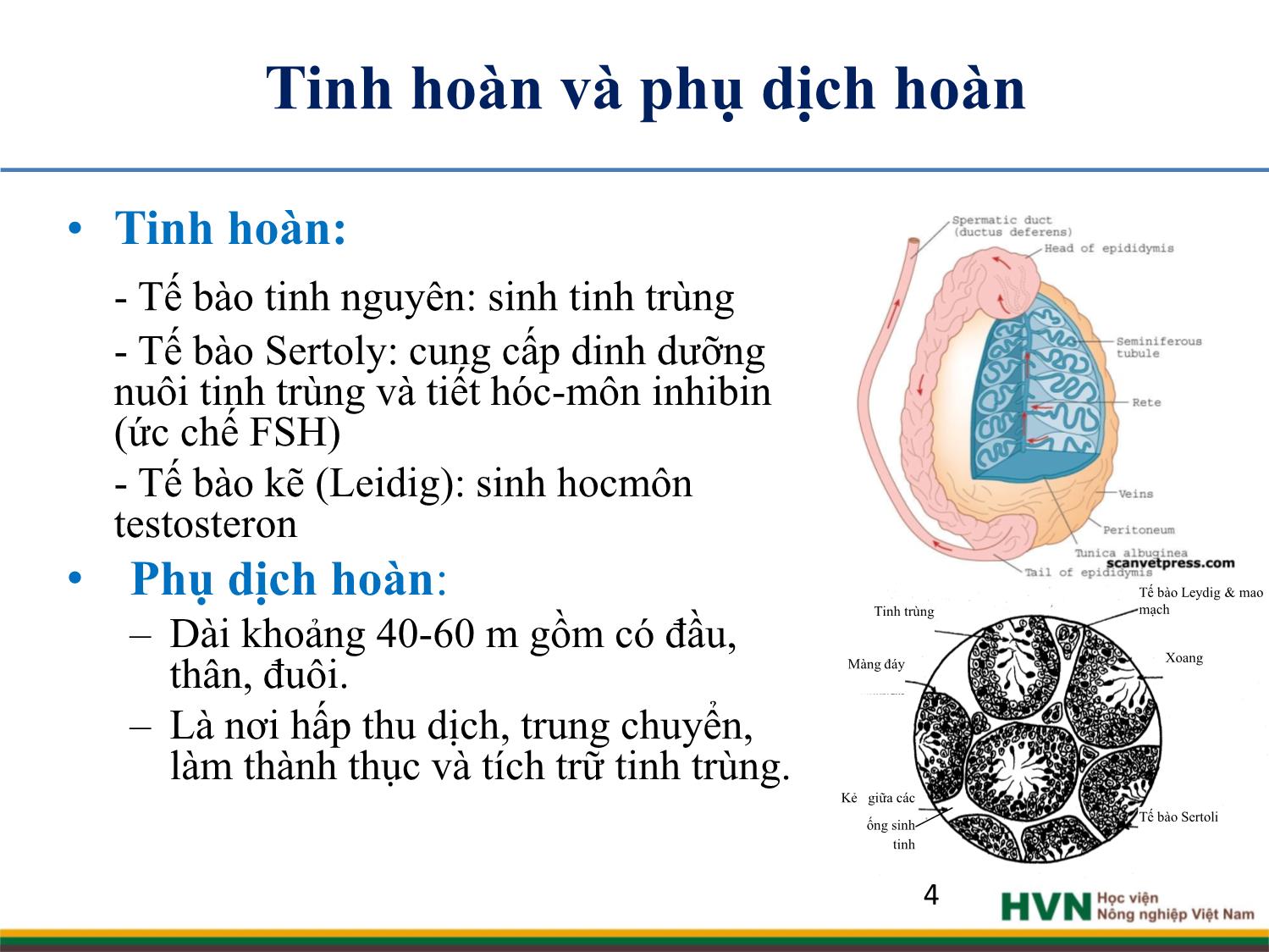 Bài giảng Chăn nuôi trâu bò - Chương 5: Chăn nuôi trâu bò đực giống trang 4