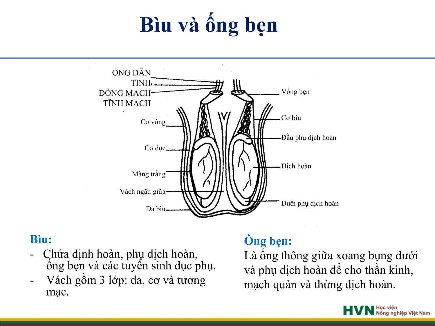 Bài giảng Chăn nuôi trâu bò - Chương 5: Chăn nuôi trâu bò đực giống trang 5