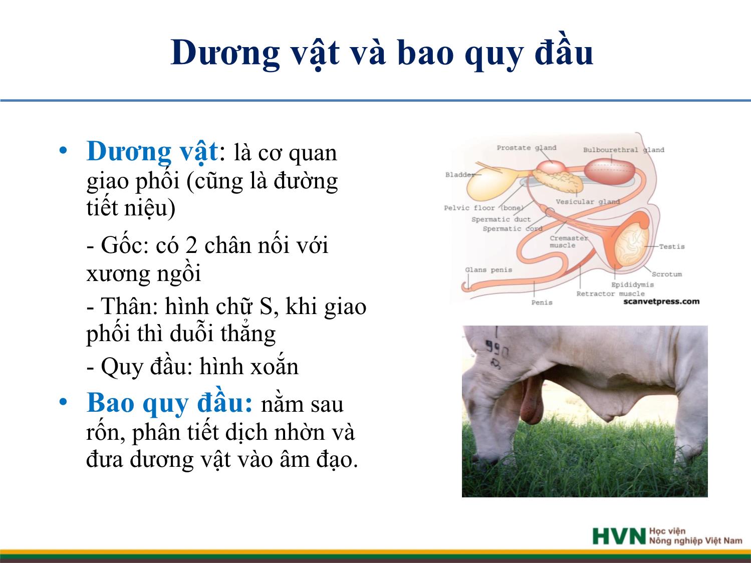 Bài giảng Chăn nuôi trâu bò - Chương 5: Chăn nuôi trâu bò đực giống trang 6