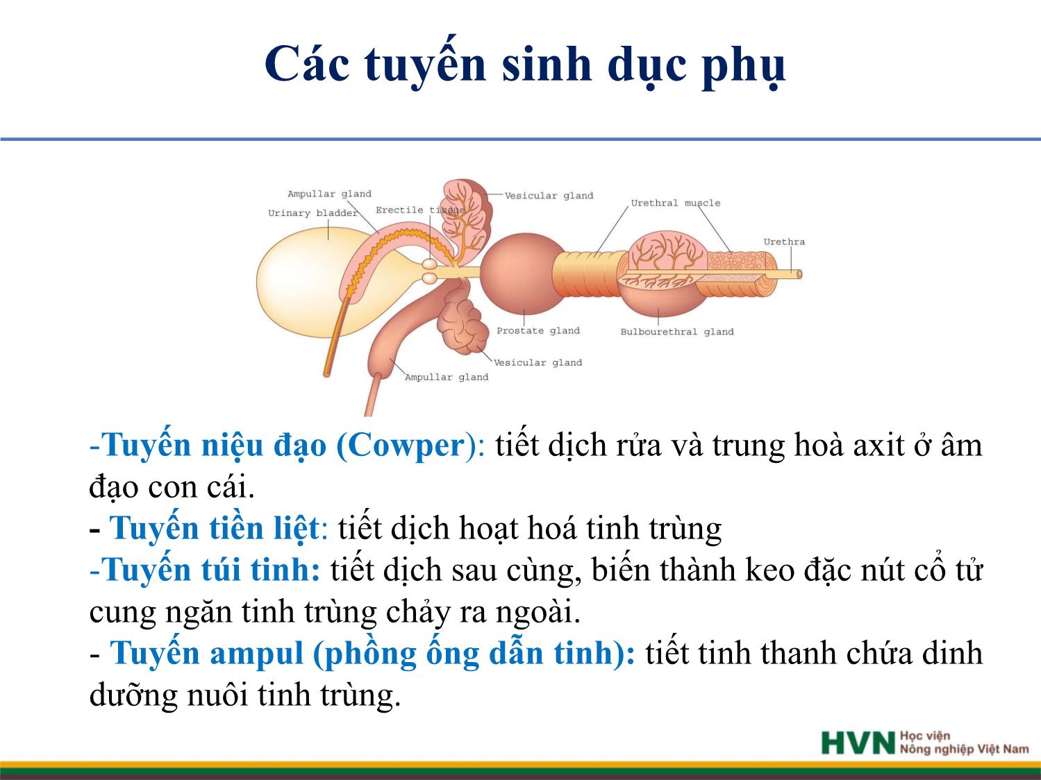 Bài giảng Chăn nuôi trâu bò - Chương 5: Chăn nuôi trâu bò đực giống trang 7