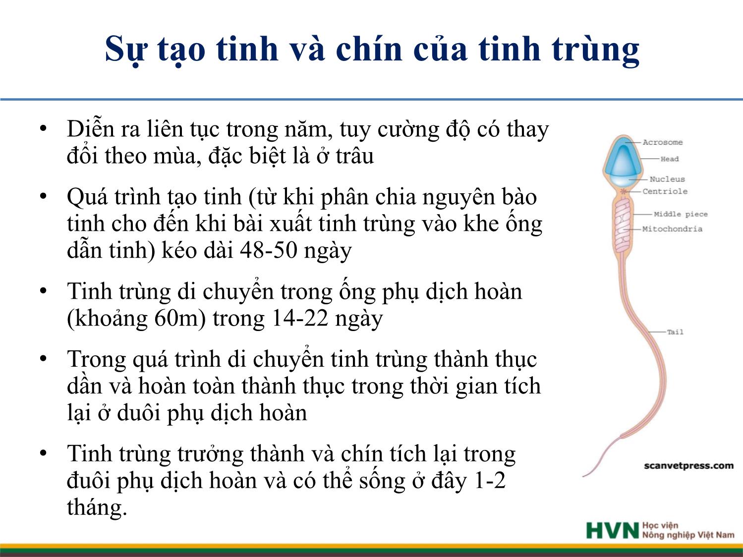 Bài giảng Chăn nuôi trâu bò - Chương 5: Chăn nuôi trâu bò đực giống trang 8