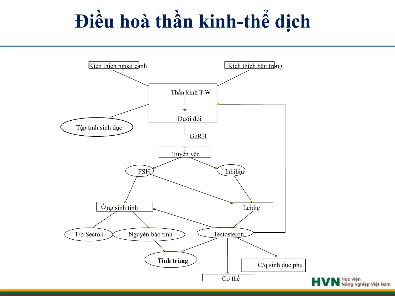 Bài giảng Chăn nuôi trâu bò - Chương 5: Chăn nuôi trâu bò đực giống trang 9