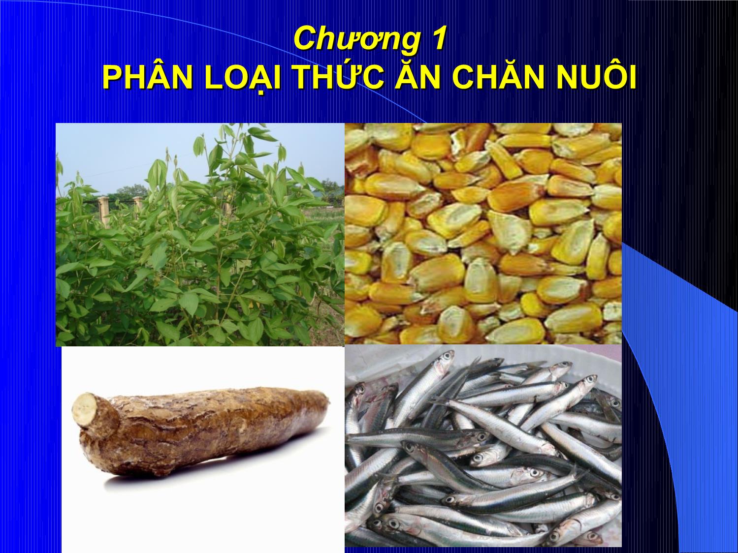 Bài giảng Thức ăn chăn nuôi - Chương 1: Phân loại thức ăn chăn nuôi trang 1