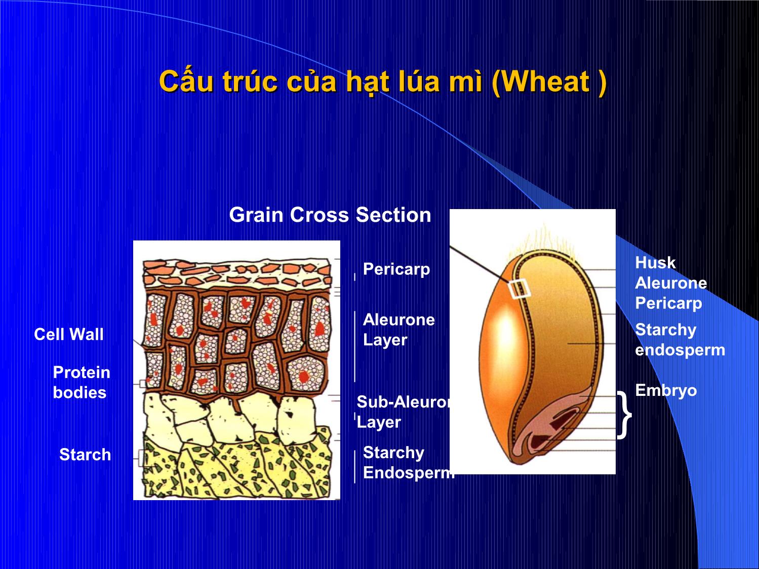 Bài giảng Thức ăn chăn nuôi - Chương 2: Thức ăn giàu năng lượng trang 5