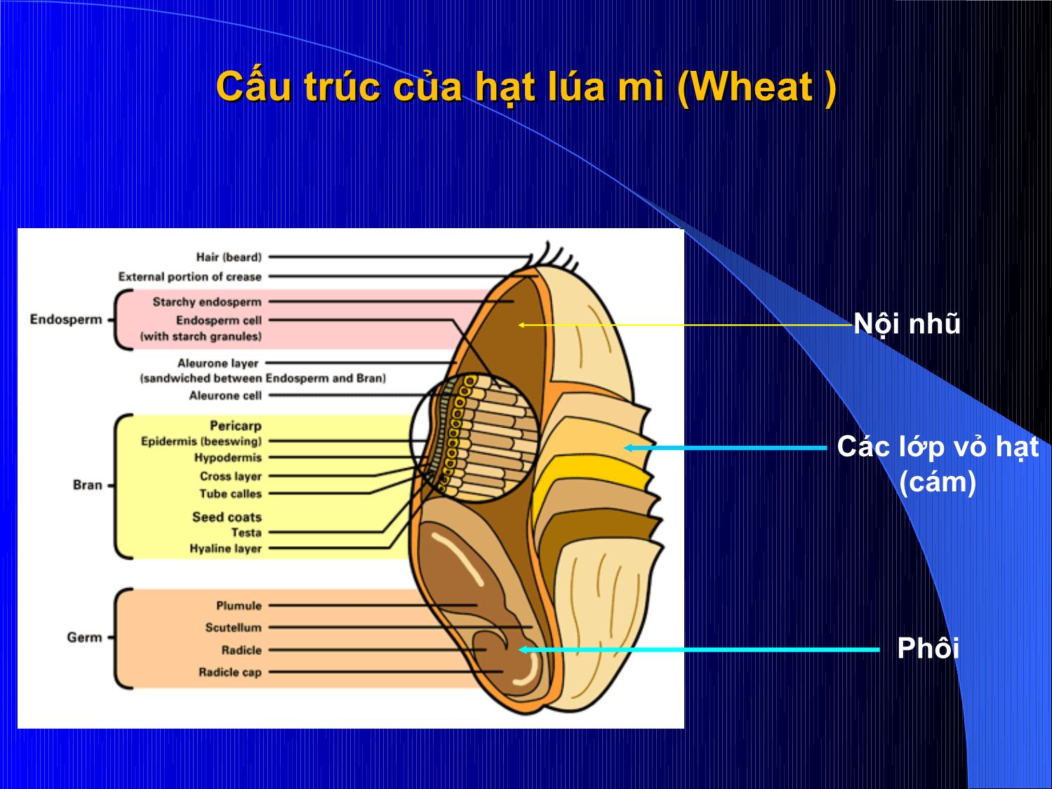 Bài giảng Thức ăn chăn nuôi - Chương 2: Thức ăn giàu năng lượng trang 6