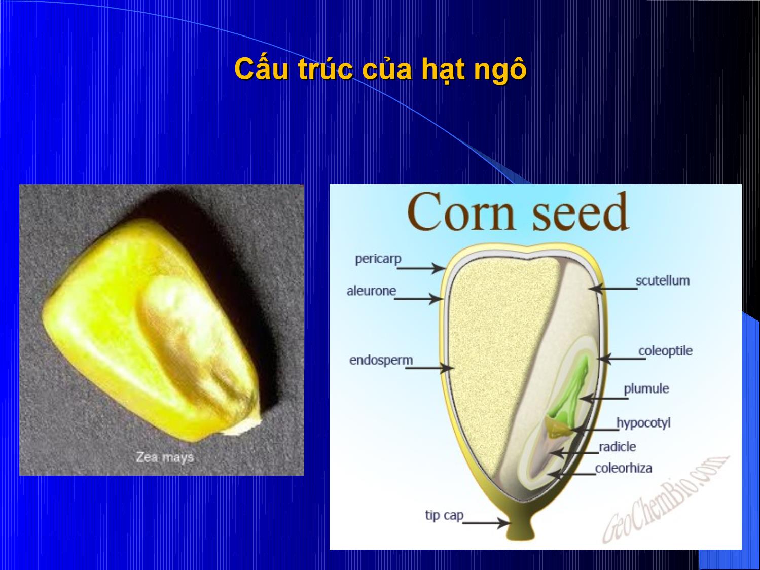 Bài giảng Thức ăn chăn nuôi - Chương 2: Thức ăn giàu năng lượng trang 7