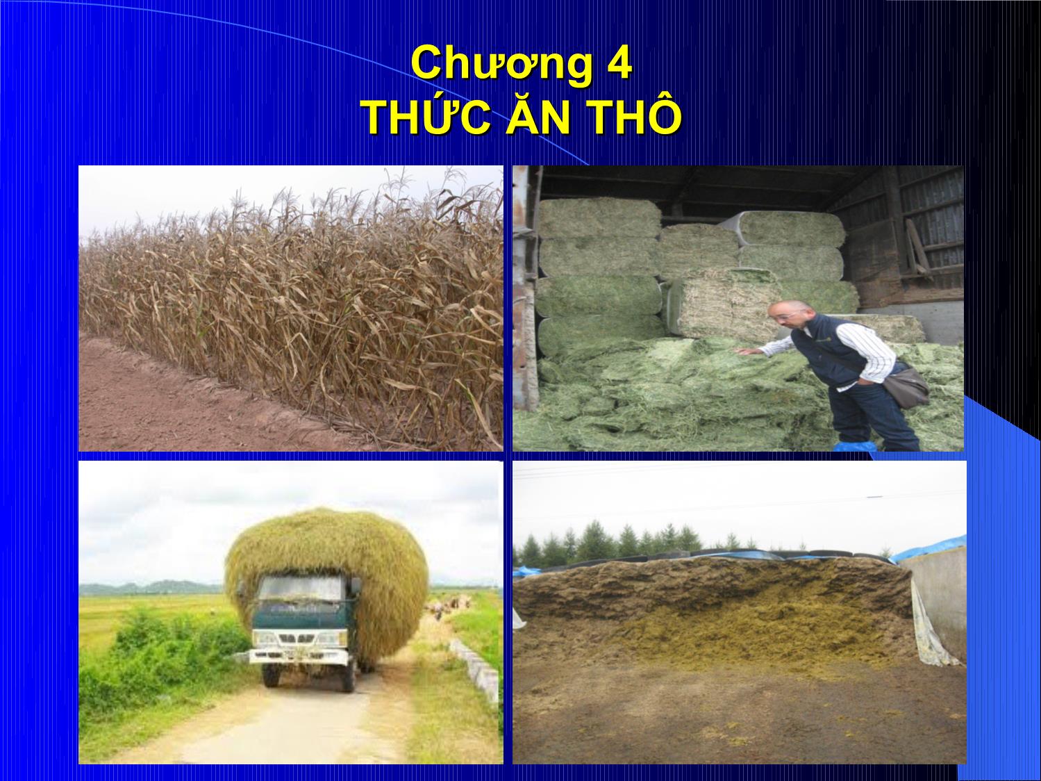 Bài giảng Thức ăn chăn nuôi - Chương 4: Thức ăn thô trang 1