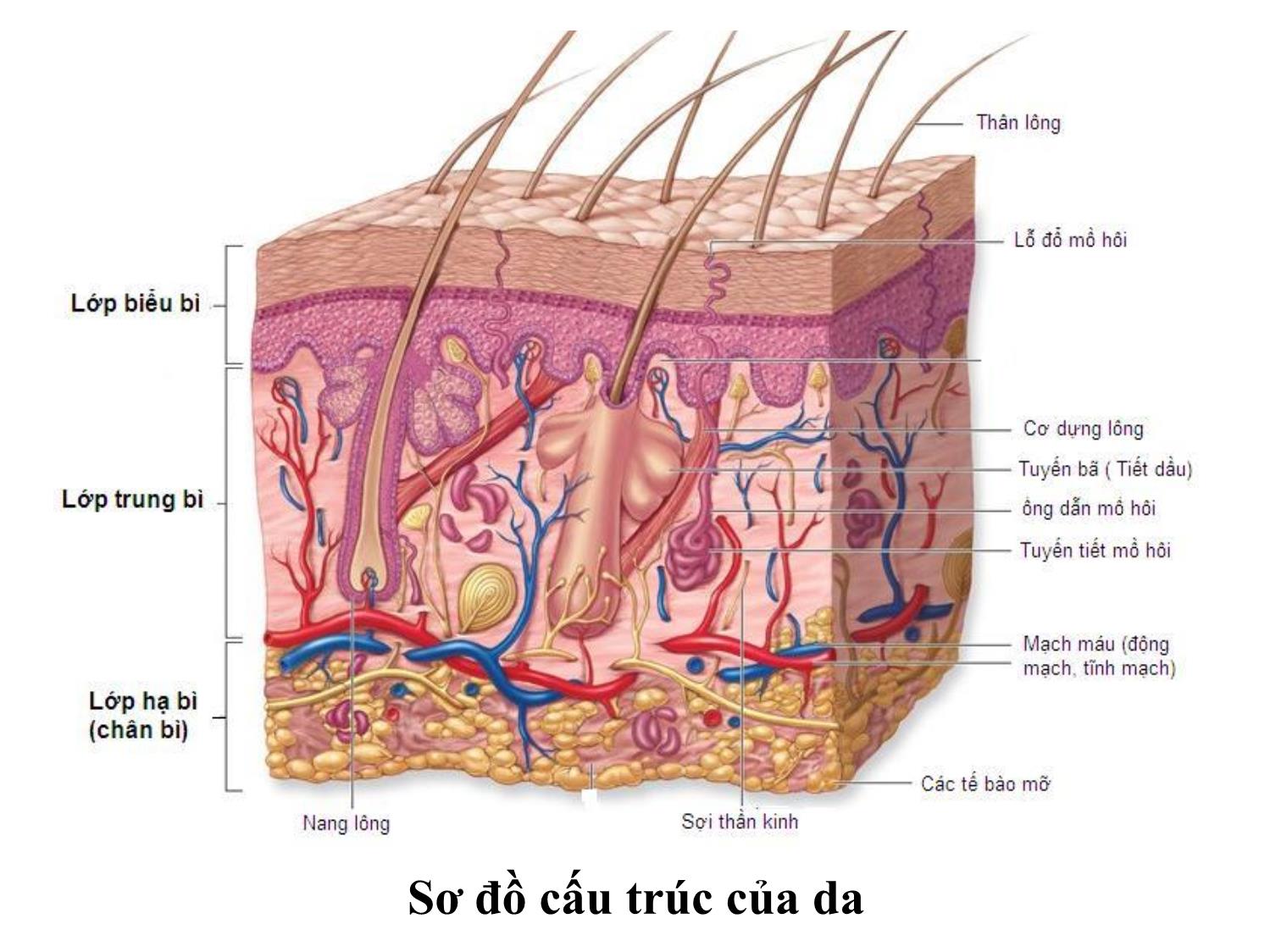 Bài giảng Miễn dịch học thú y - Chương 2: Miễn dịch tự nhiên không đặc hiệu trang 5