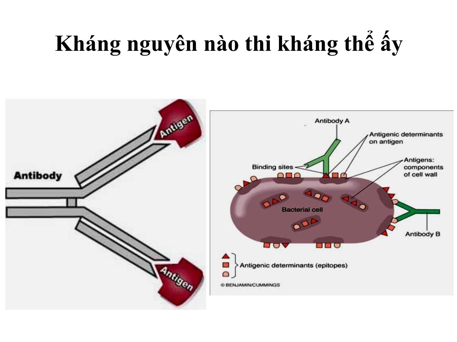 Bài giảng Miễn dịch học thú y - Chương III: Kháng nguyên trang 7