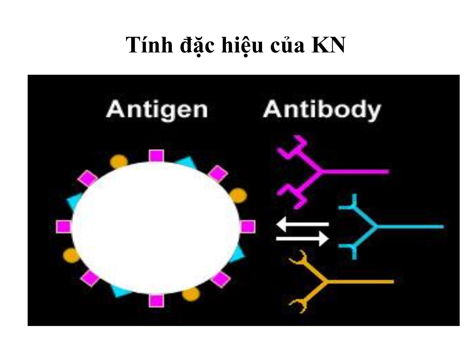 Bài giảng Miễn dịch học thú y - Chương III: Kháng nguyên trang 8