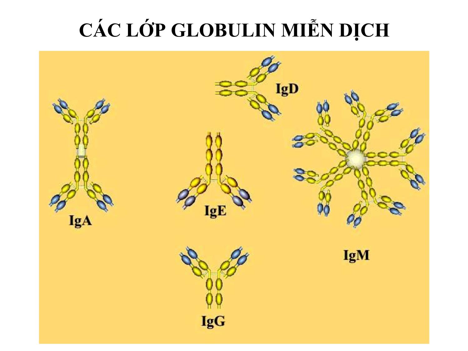 Bài giảng Miễn dịch học thú y - Chương V: Kháng thể dịch thể đặc hiệu trang 7