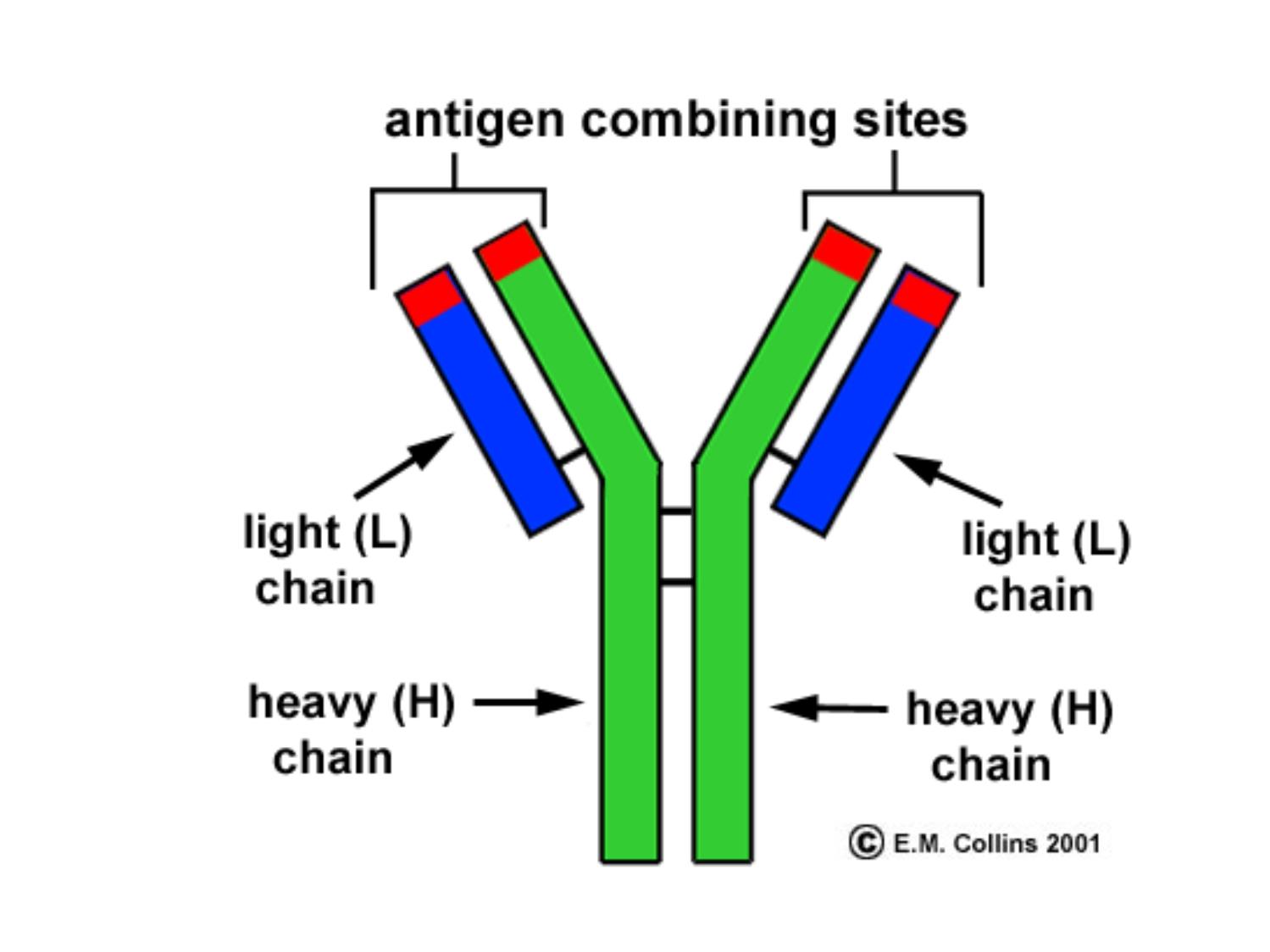 Bài giảng Miễn dịch học thú y - Chương V: Kháng thể dịch thể đặc hiệu trang 8