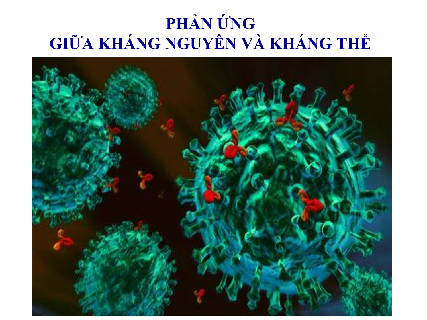 Bài giảng Miễn dịch học thú y - Chương 6: Phản ứng giữa kháng nguyên và kháng thể trang 5