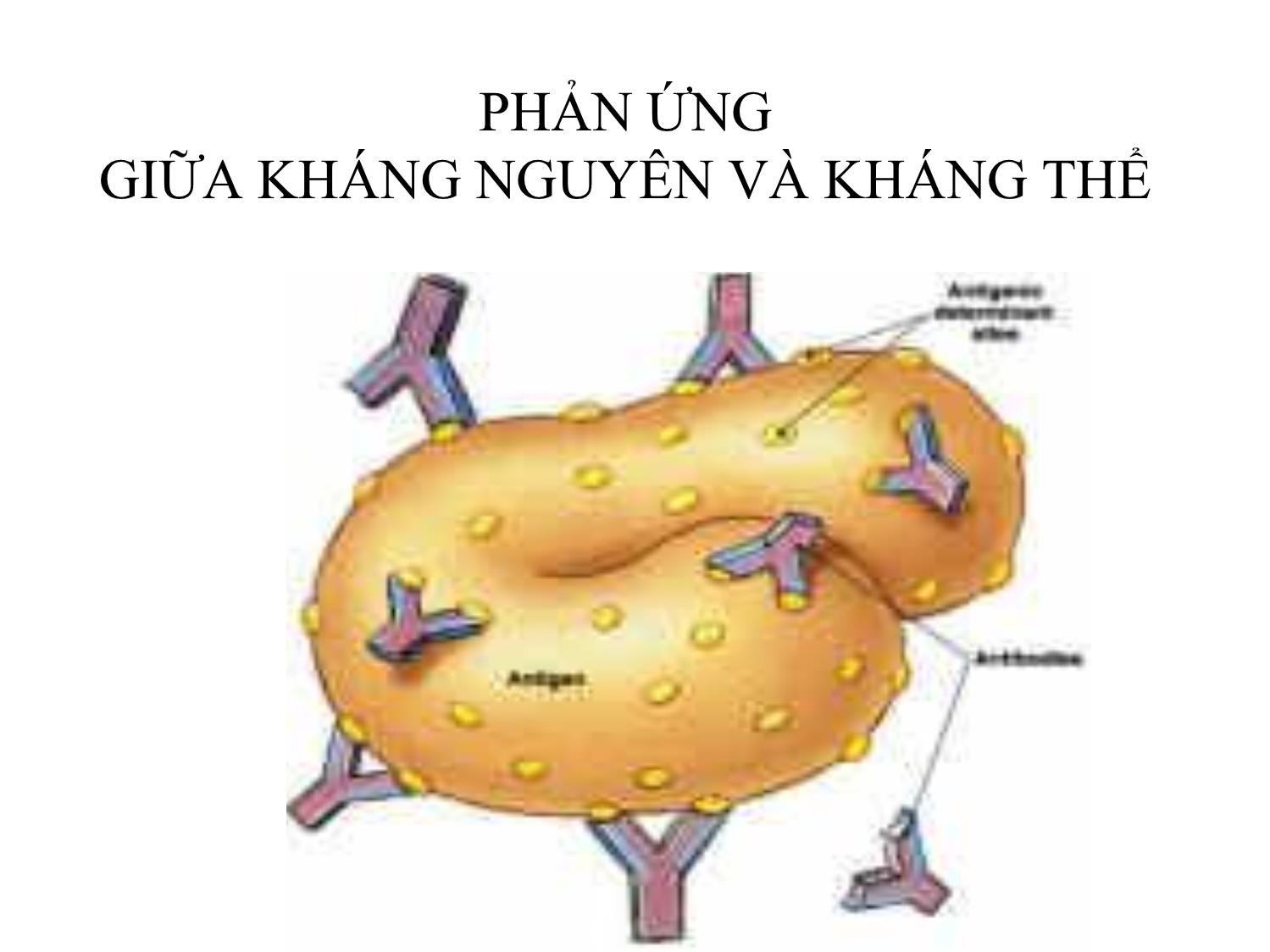 Bài giảng Miễn dịch học thú y - Chương 6: Phản ứng giữa kháng nguyên và kháng thể trang 7