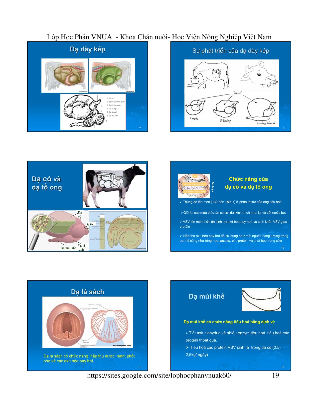 Bài giảng Chăn nuôi trâu bò - Chương 2: Dinh dưỡng và thức ăn trang 2