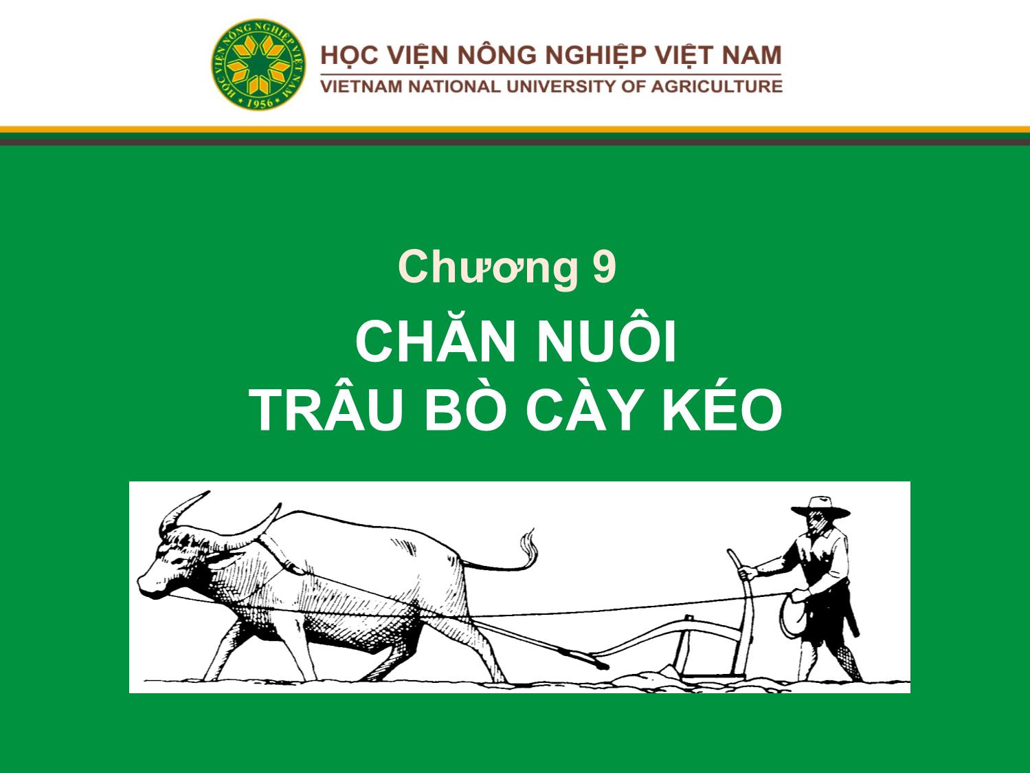 Bài giảng Chăn nuôi trâu bò - Chương 9: Chăn nuôi trâu bò cày kéo trang 1