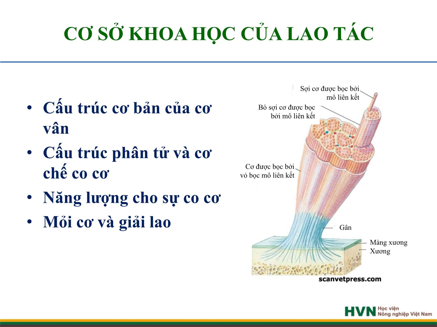 Bài giảng Chăn nuôi trâu bò - Chương 9: Chăn nuôi trâu bò cày kéo trang 3