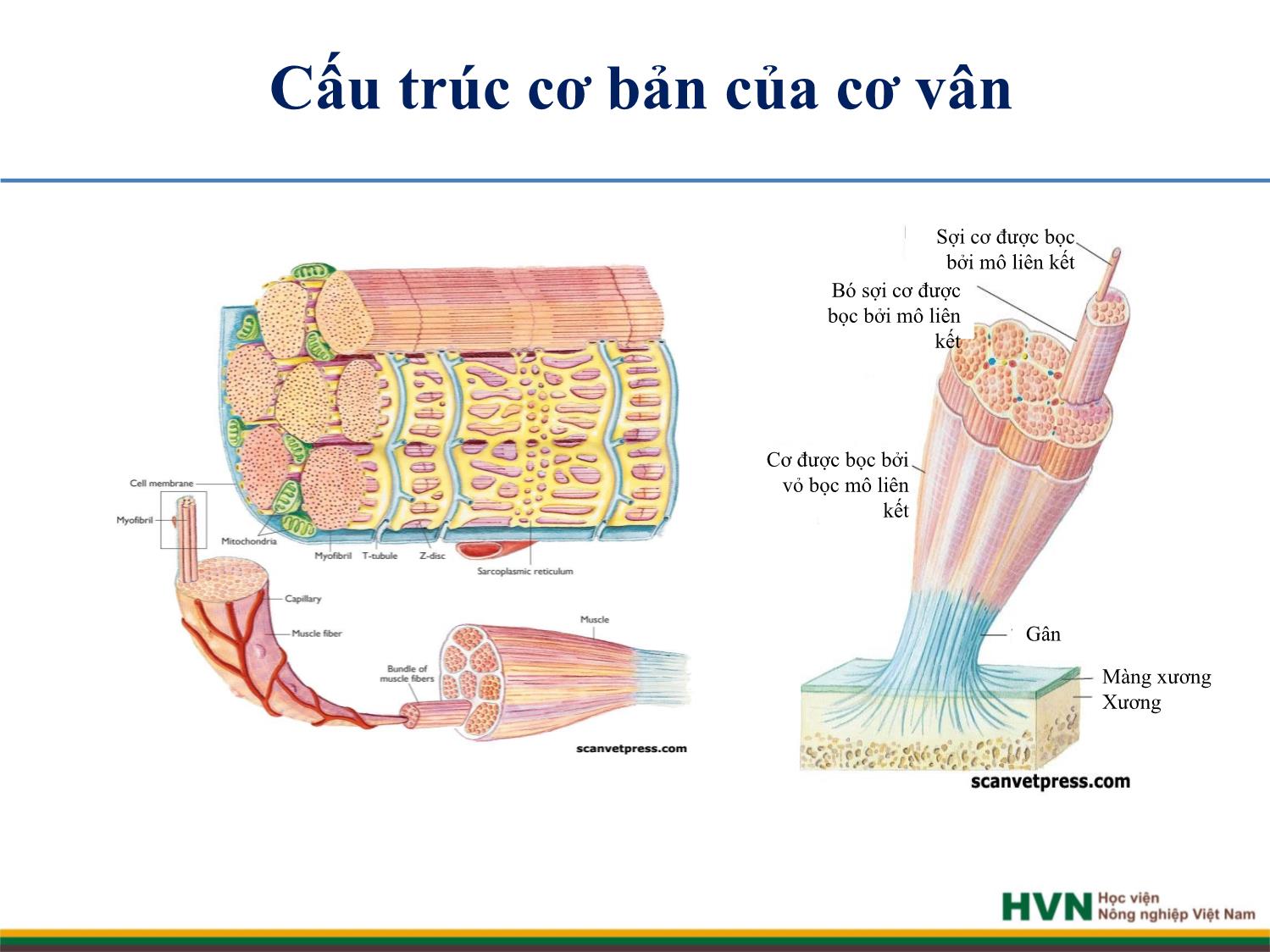 Bài giảng Chăn nuôi trâu bò - Chương 9: Chăn nuôi trâu bò cày kéo trang 4