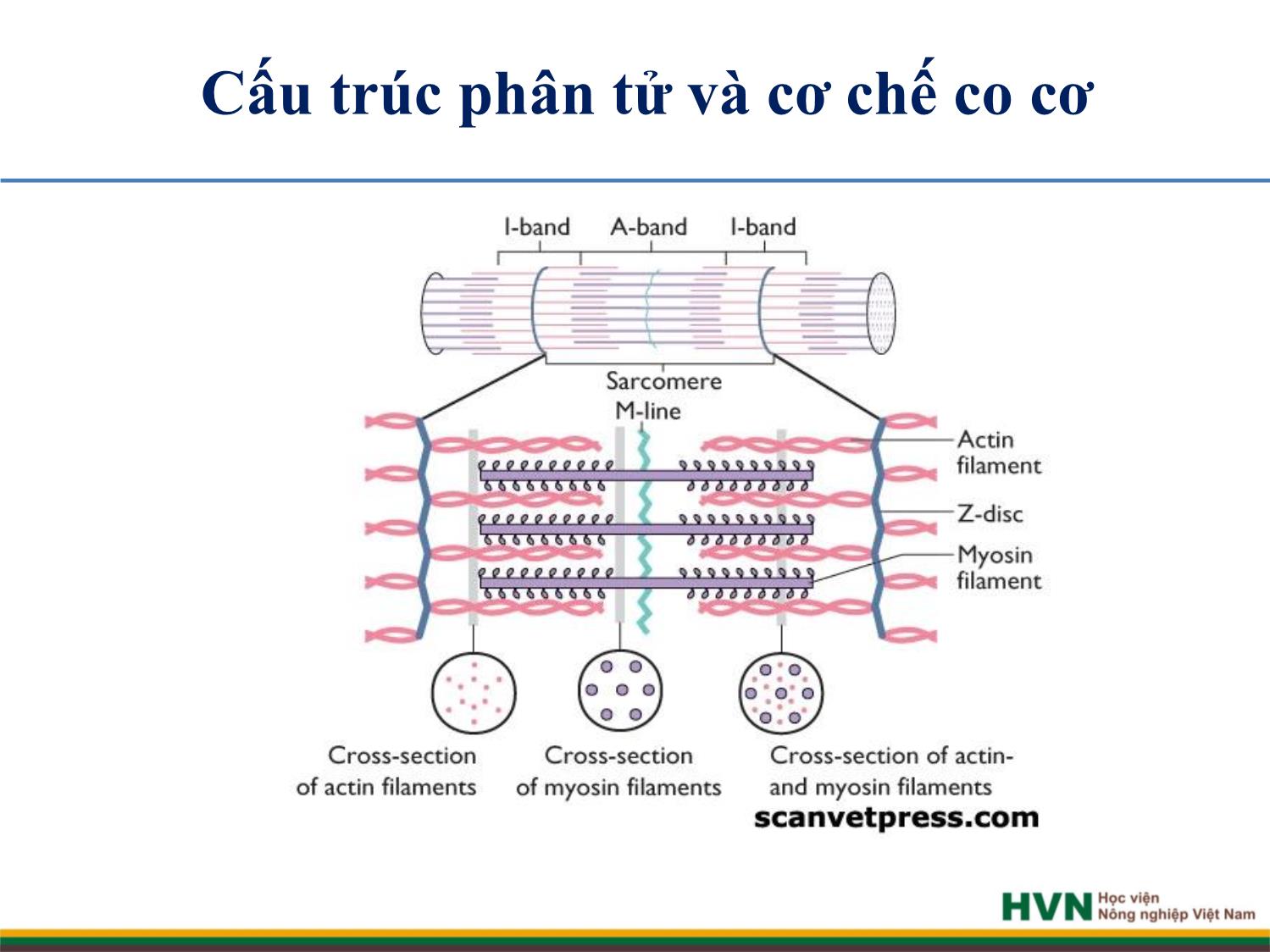 Bài giảng Chăn nuôi trâu bò - Chương 9: Chăn nuôi trâu bò cày kéo trang 5