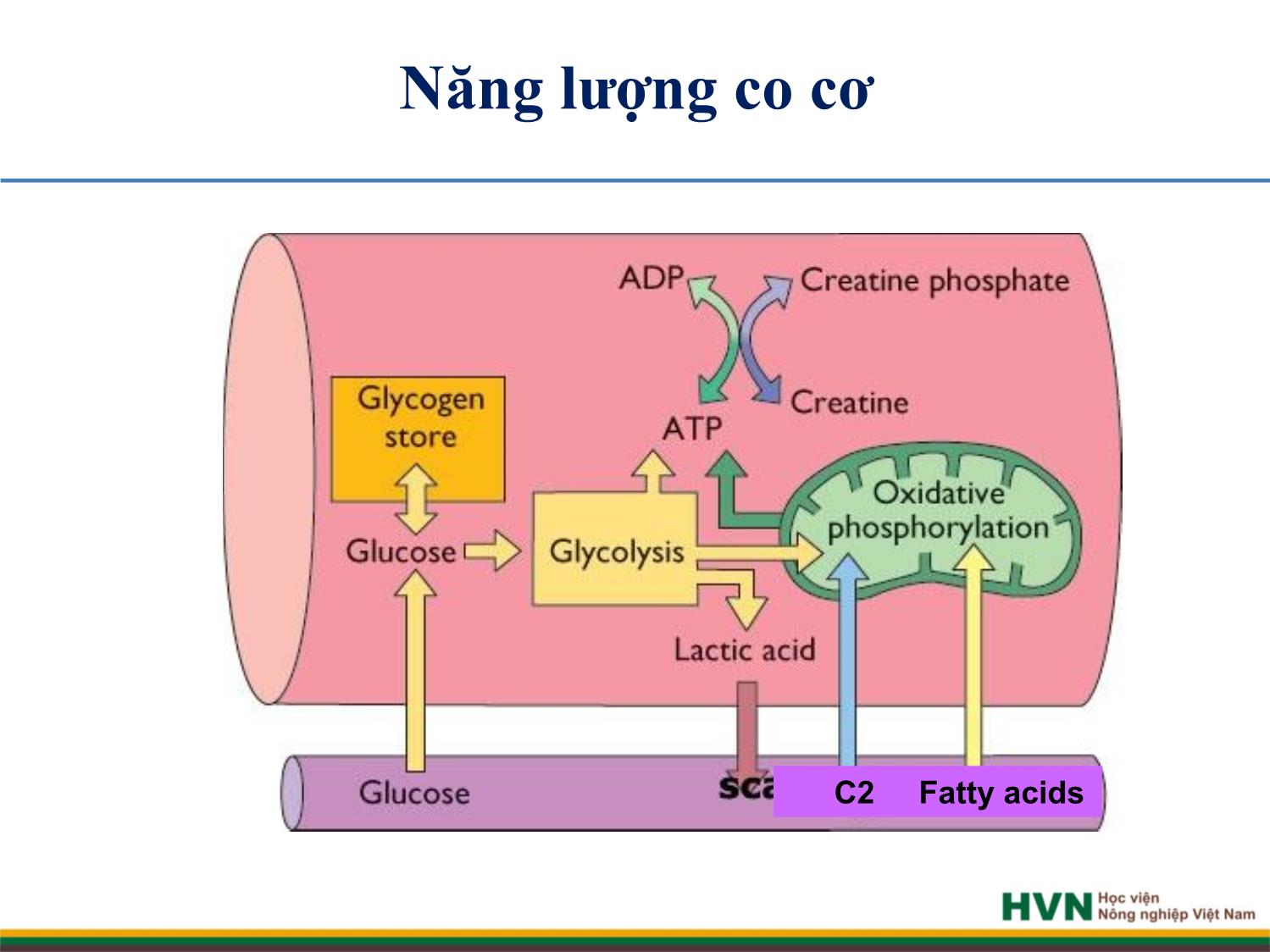 Bài giảng Chăn nuôi trâu bò - Chương 9: Chăn nuôi trâu bò cày kéo trang 6