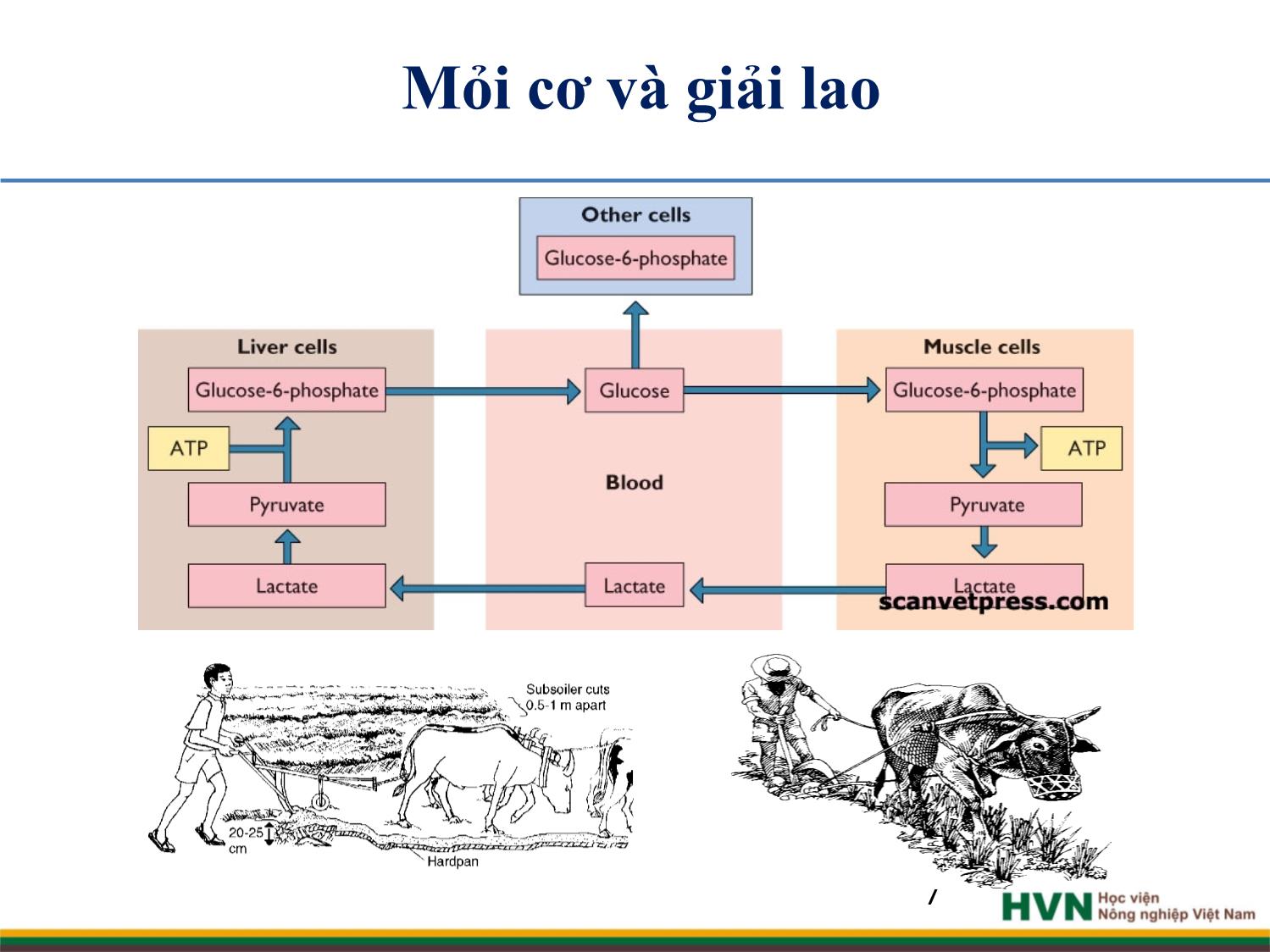 Bài giảng Chăn nuôi trâu bò - Chương 9: Chăn nuôi trâu bò cày kéo trang 7