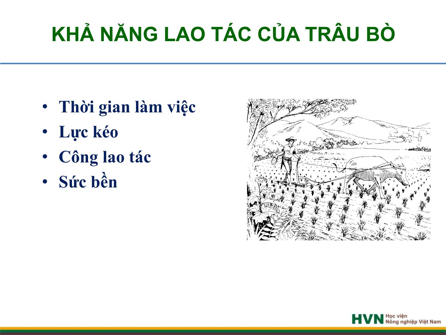 Bài giảng Chăn nuôi trâu bò - Chương 9: Chăn nuôi trâu bò cày kéo trang 8