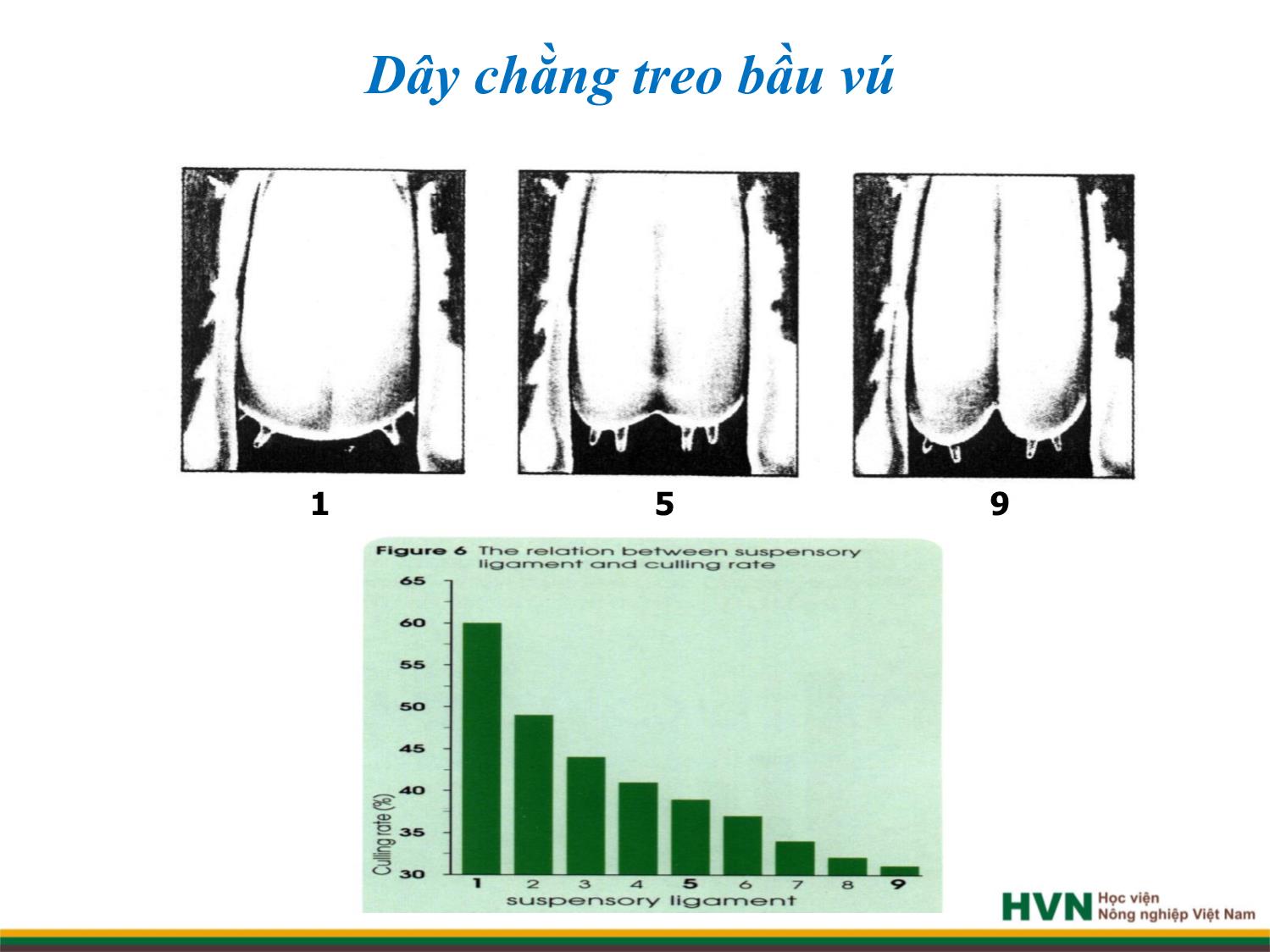 Bài giảng Chăn nuôi trâu bò - Chương 8: Chăn nuôi bò sữa trang 10