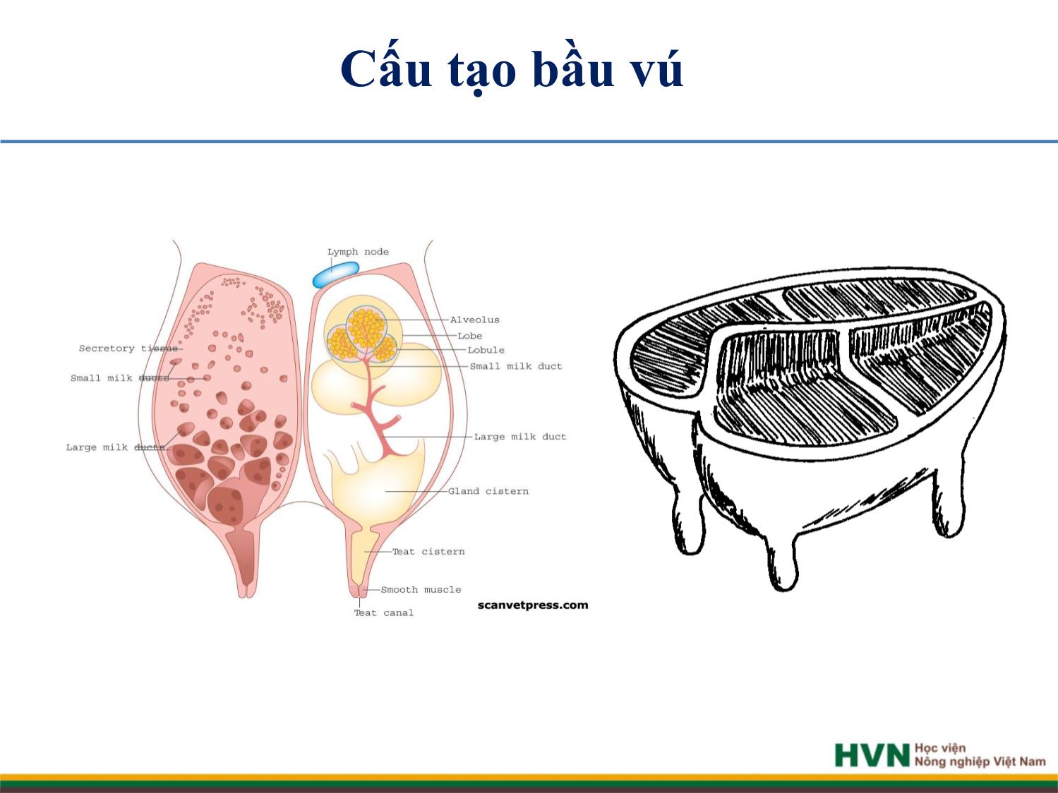 Bài giảng Chăn nuôi trâu bò - Chương 8: Chăn nuôi bò sữa trang 4