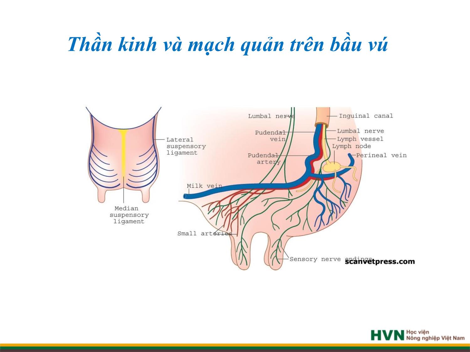 Bài giảng Chăn nuôi trâu bò - Chương 8: Chăn nuôi bò sữa trang 5