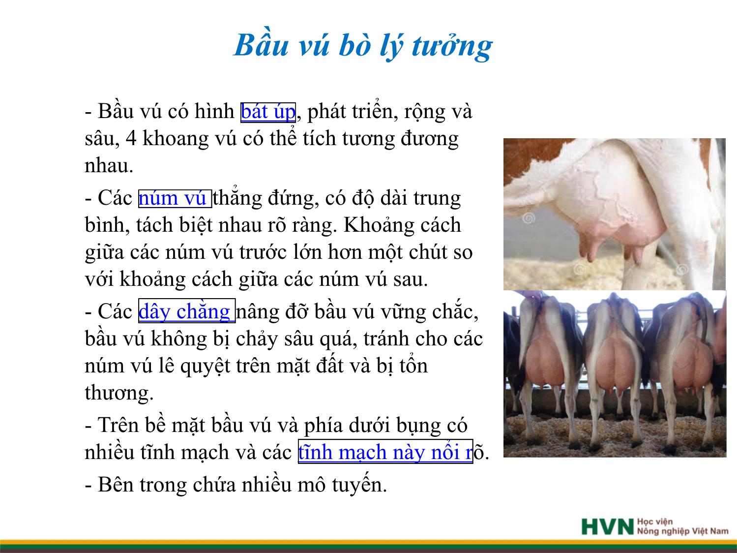 Bài giảng Chăn nuôi trâu bò - Chương 8: Chăn nuôi bò sữa trang 6