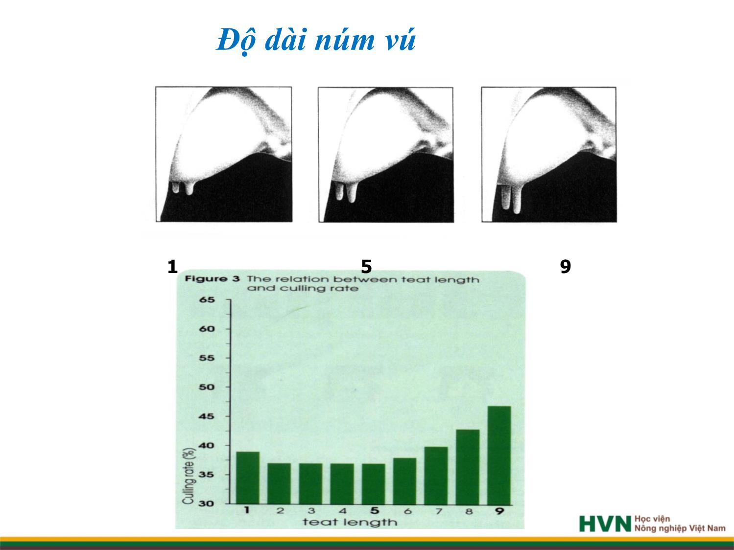 Bài giảng Chăn nuôi trâu bò - Chương 8: Chăn nuôi bò sữa trang 8