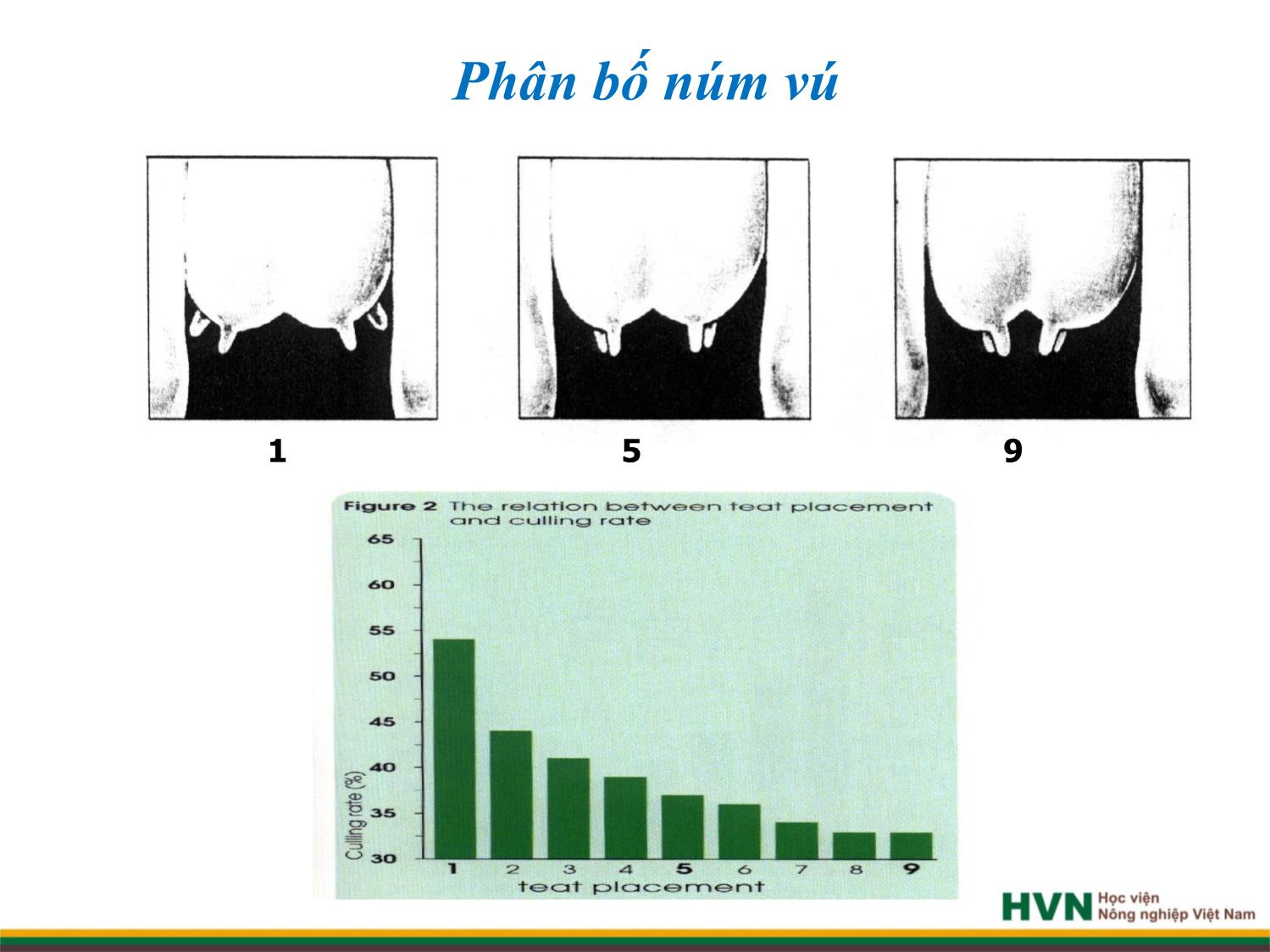 Bài giảng Chăn nuôi trâu bò - Chương 8: Chăn nuôi bò sữa trang 9